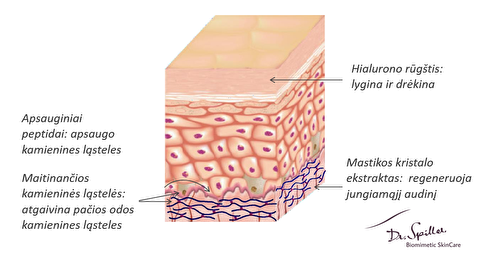 stem